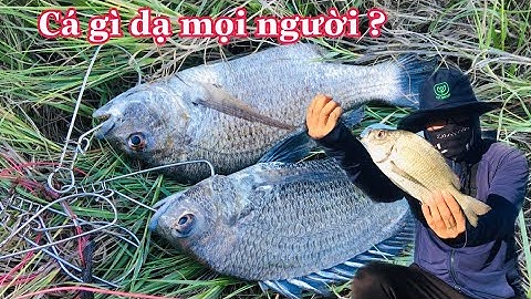 Câu Cá Chẽm ,Mồi Giả Lure Cá Chẽm Nhạy Nhất . Gặp Bầy Cá Hanh .Cách câu Cá Tráp .Đại Ngáo Vlog P7.