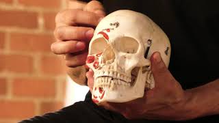 Facial Feminization Procedures FFS Episode 1 Dr Sinclair