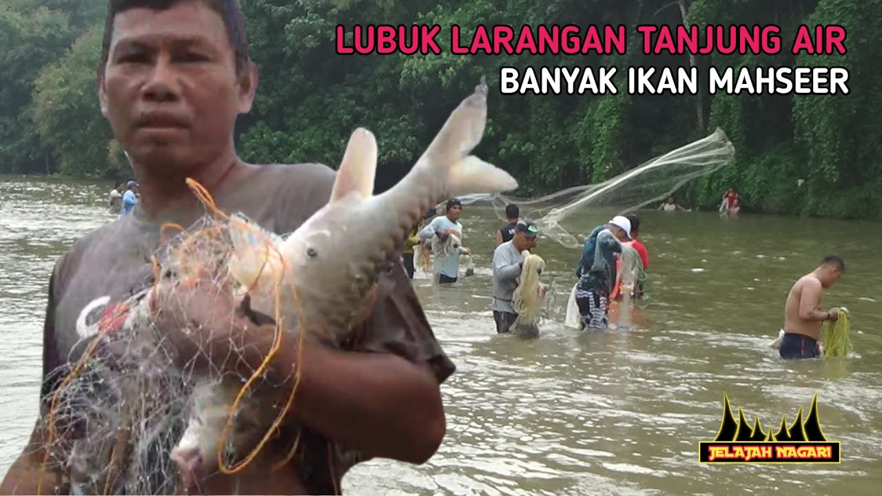 JALA IKAN MAHSEER DI SUNGAI LUBUK LARANGAN TANJUNG AIR || JELAJAH NAGARI