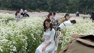 VƯỜN CÚC HỌA MI - LÀNG HOA NHẬT TÂN - BÃI ĐÁ SÔNG HỒNG Tháng 11 Thư gian cuối tuần !