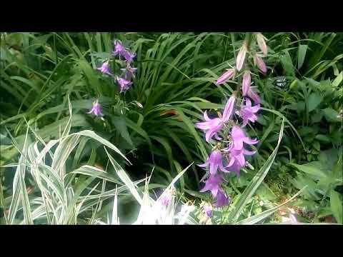 Vídeo: Jardí de campanules de la família de les campanes