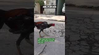 Perdana Turun Box Pasca 3 Bulan Proses Penyelesaian Bulu