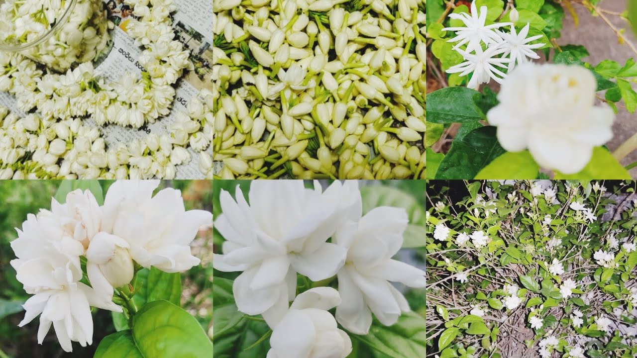 మల్లే మొక్క నిండా పువ్వులు విరగ పూయాలంటే ఇలా చేసి చూడండి jasmine plant care and tipsinsandhyakitchen