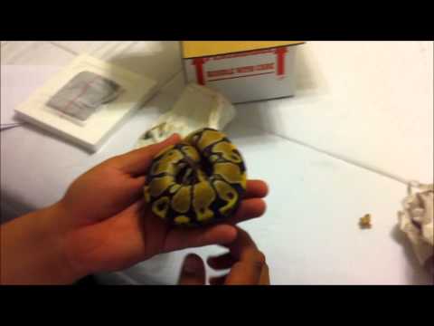 Unboxing '10 F-Fire Ball Python from Justin Kobylka Reptiles