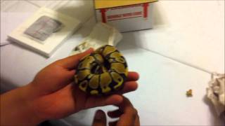 Famous Unboxing '10 F-Fire Ball Python from Justin Kobylka Reptiles Net Worth