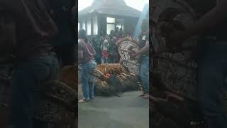 Arkas  Pucuk Gunung Bromo Ngadas Poncokusumo Malang