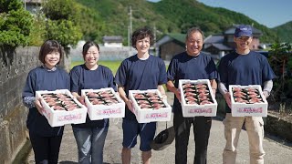 みょうが - 【公式】JA高知県 ｜県産品の通販も