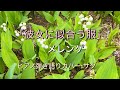 「彼女に似合う服」メレンゲ/ピアノ弾き語りカバーbyサク