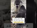 مو صح ولا غلطان اكسبلور تحشيش ضحك تحشي  ليكات ترند كوميديات دويتو
