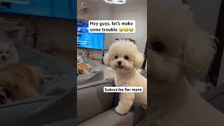 Let’s make some trouble 😂#viralvideo #funny #shortvideo #pets #dog #puppy