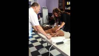 Pet CPR & First Aid Cetification Training