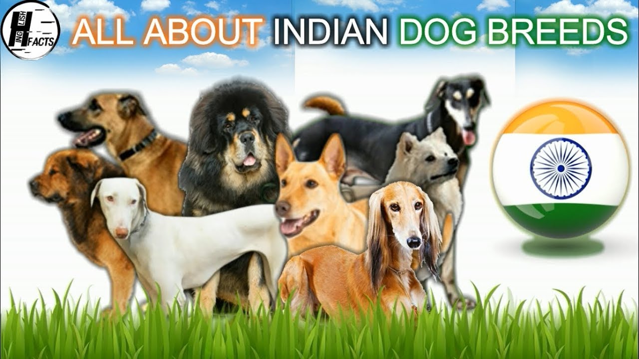 INDIAN DOG BREEDS | HINGLISH FACTS 