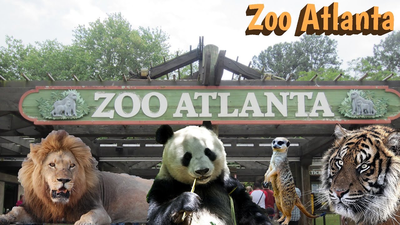 Джу фэмили. Atlanta Zoo. Zoo Family фотоаппарат. Atlanta Zoo Cover. Atlanta Zoo Trap Glo.