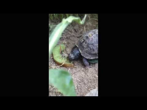 ChiChi Eats a Kiwi
