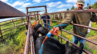 Pre-Conditioning BIG Black Angus Calves