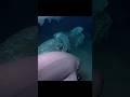 The Deep Sea’s Rarest Feast: A Whale Fall#wildlife #animals #shorts #video