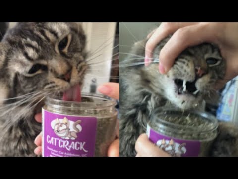 Cat Addicted To Catnip