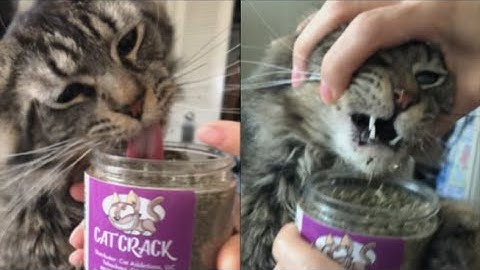Cat Addicted To Catnip