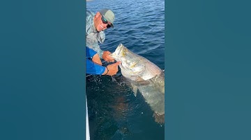Absolute BEAST of a barramundi from the land of OZ. 🤯🇦🇺 #fishing #australia #barramundi