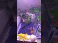beautiful #aquarium setup now #bluebettafish #fish #guppy #viral #fishtank #ipl #love #viralshort