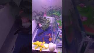 beautiful #aquarium setup now #bluebettafish #fish #guppy #viral #fishtank #ipl #love #viralshort