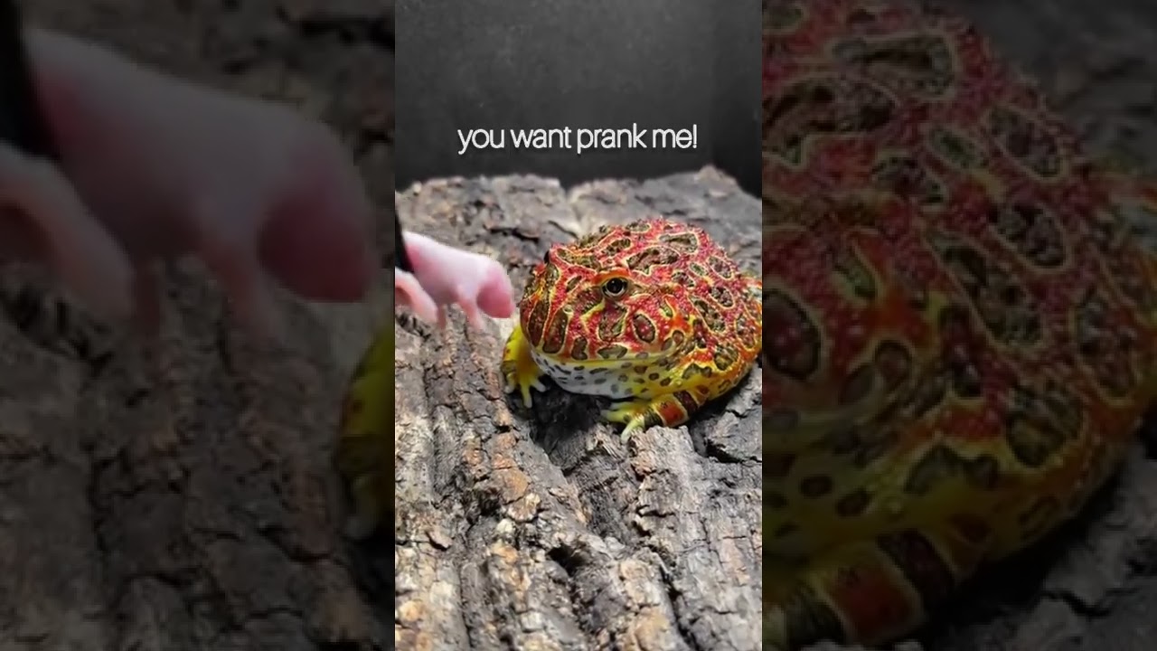 you want prank me! pacman frog!