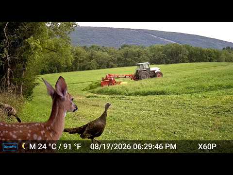 HAY! Look What Happened Here: Trail Cam HIGHLIGHTS 9.24.26
