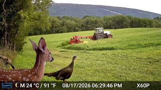 HAY! Look What Happened Here: Trail Cam HIGHLIGHTS 9.24.26