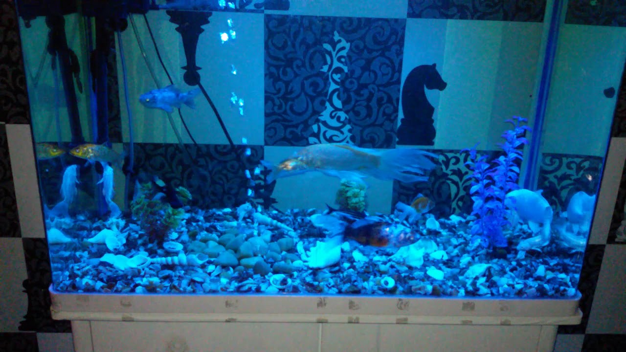 a-v-pet-shop-azadpur-delhi-ncr-sale-sale-sale-sale-sale-s6-youtube