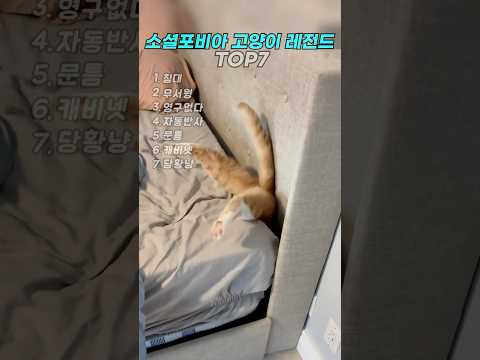소셜포비아 고양이 레전드 TOP7  #cat #고양이 thumbnail