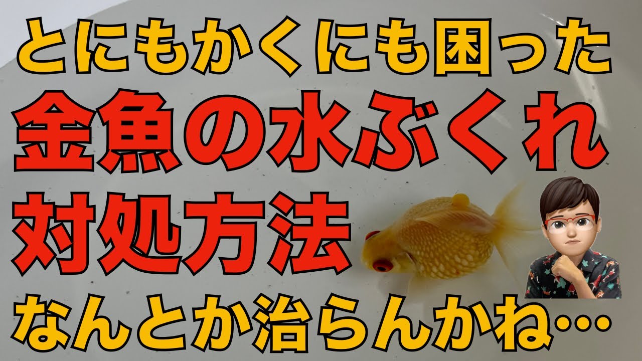 金魚に水ぶくれができたときの対処方法