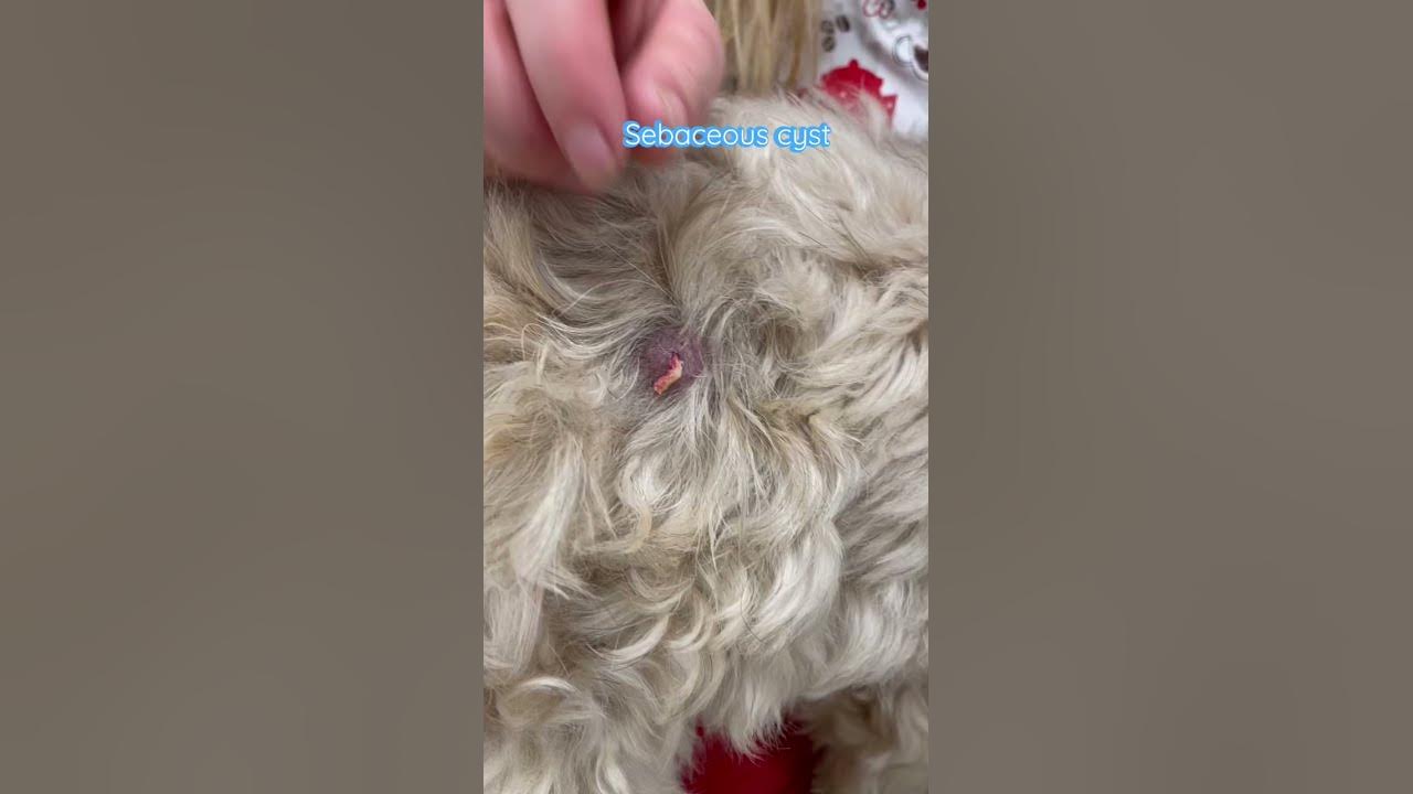 sebaceous-cyst-in-a-dog-this-vets-advice-surgical-excision-is