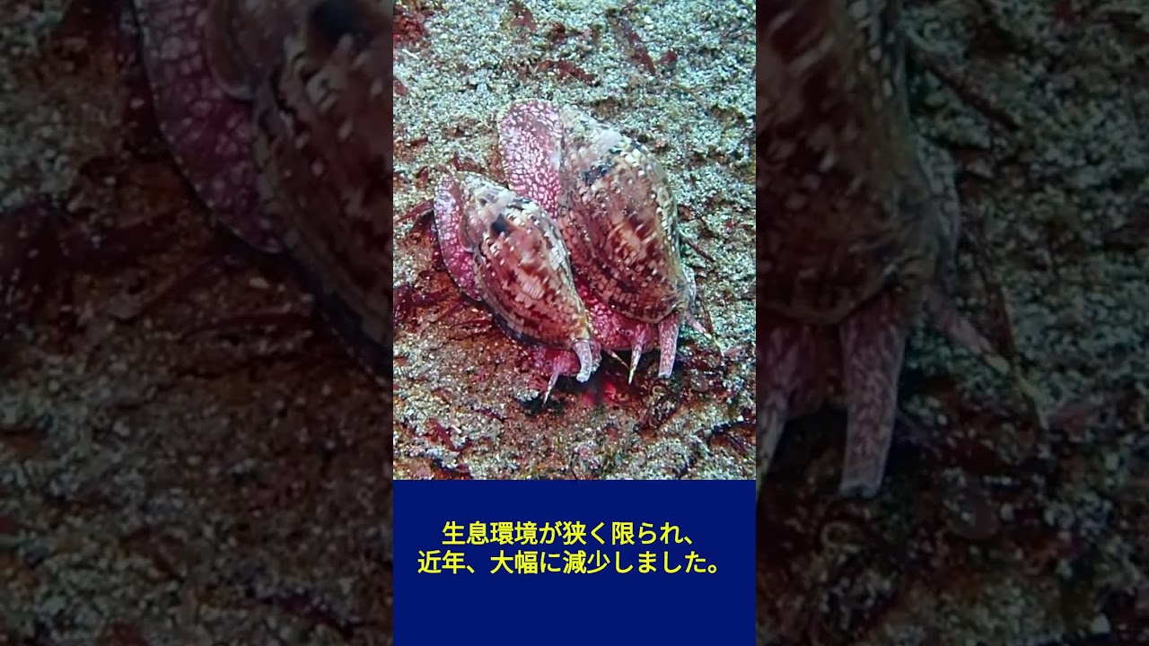 スジボラi　Lyria cassidula　 