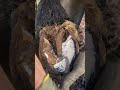 Farrier asmr   farrier horselover horsepower oddlysatisfying asmr horsesofinstagram horseridi