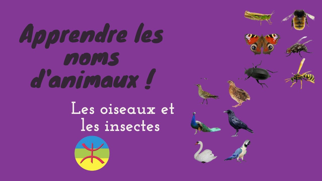 Les noms d'animaux en berbère (partie 03) : les oiseaux et les insectes.
