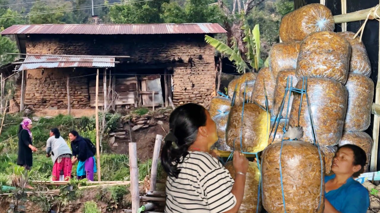 Hanging Mushrooms Bags | Nepali Village Mushroom farming Life Epi-13 | BijayaLimbu