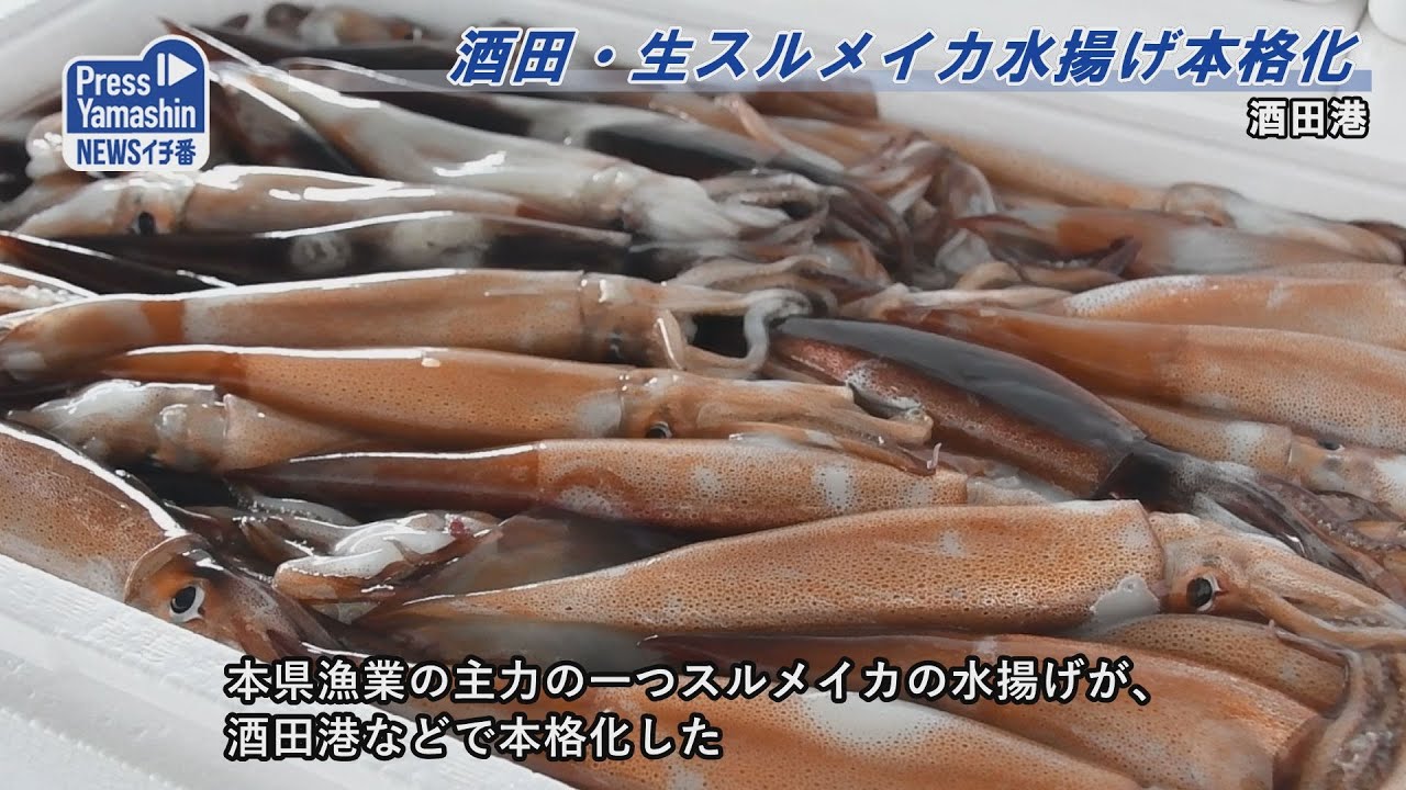 酒田 生スルメイカ水揚げ本格化 酒田港 Youtube