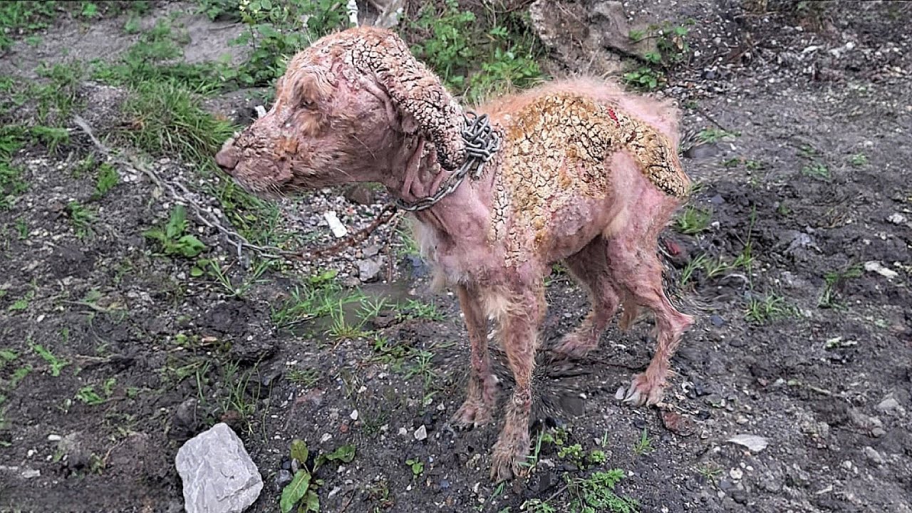 cried loudly every time she moved - her hardened skin cracking with every  step she took - YouTube