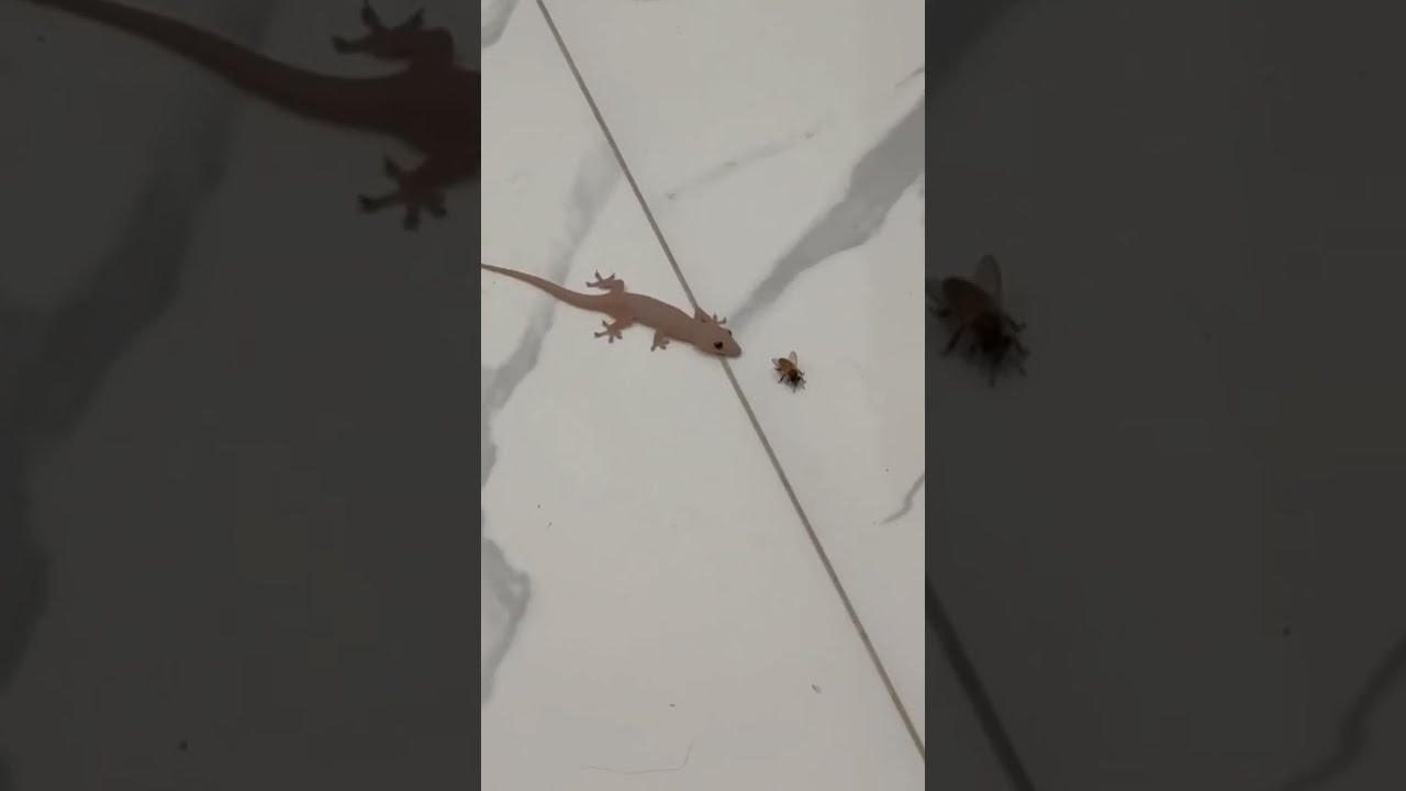 A Gluttonous House Lizard Gecko Animals