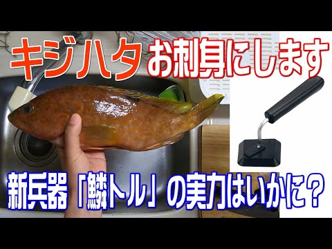 キジハタのお刺身 調理と実食編 鱗トル Youtube