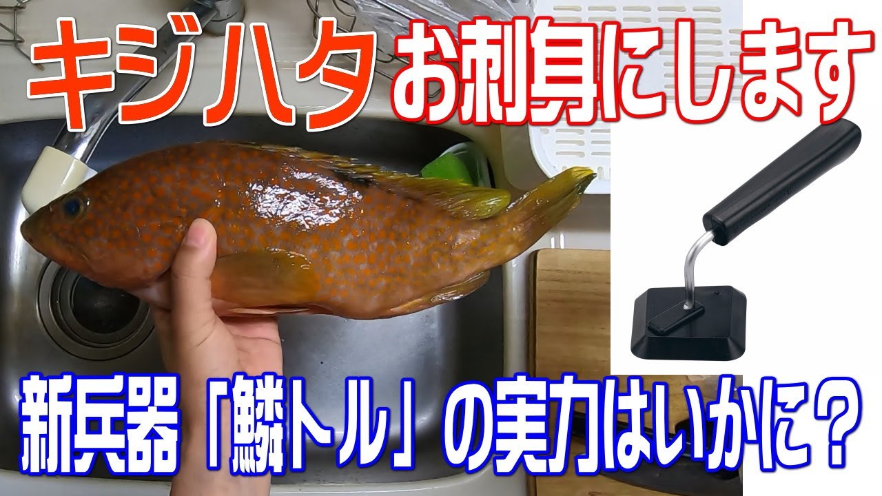 キジハタのお刺身 調理と実食編 鱗トル Youtube