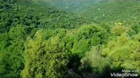 سورة ص الشيخ محمد المحيسني