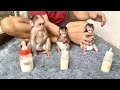 Three cute baby monkeys waiting for their father to make milk to drink - monkeys milk