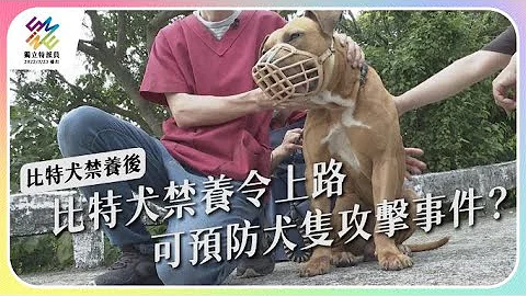 比特犬禁養令上路，可預防犬隻攻擊事件？｜比特犬禁養後｜公視 #獨立特派員 第746集 20220420 - 天天要聞