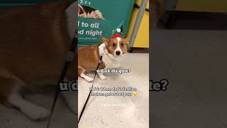 Corgi disapprove hat selection #halloween
