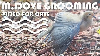 Bird Video For Cats - Mourning Dove Grooming.