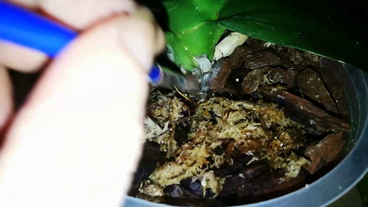 ХОРОШО ИЛИ ПЛОХО. ИСПОЛЬЗУЕМ КОРНЕВИН.ГДЕ БЫСТРЕЕ НАРАСТИТ ОРХИДЕЯ КОРЕШКИ.