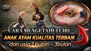 HOW TO CHOOSE CHICKENS || quality from 1 month to 3 months old