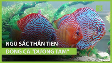 Ngũ sắc thần tiên - Dòng cá "dưỡng tâm”| VTC16
