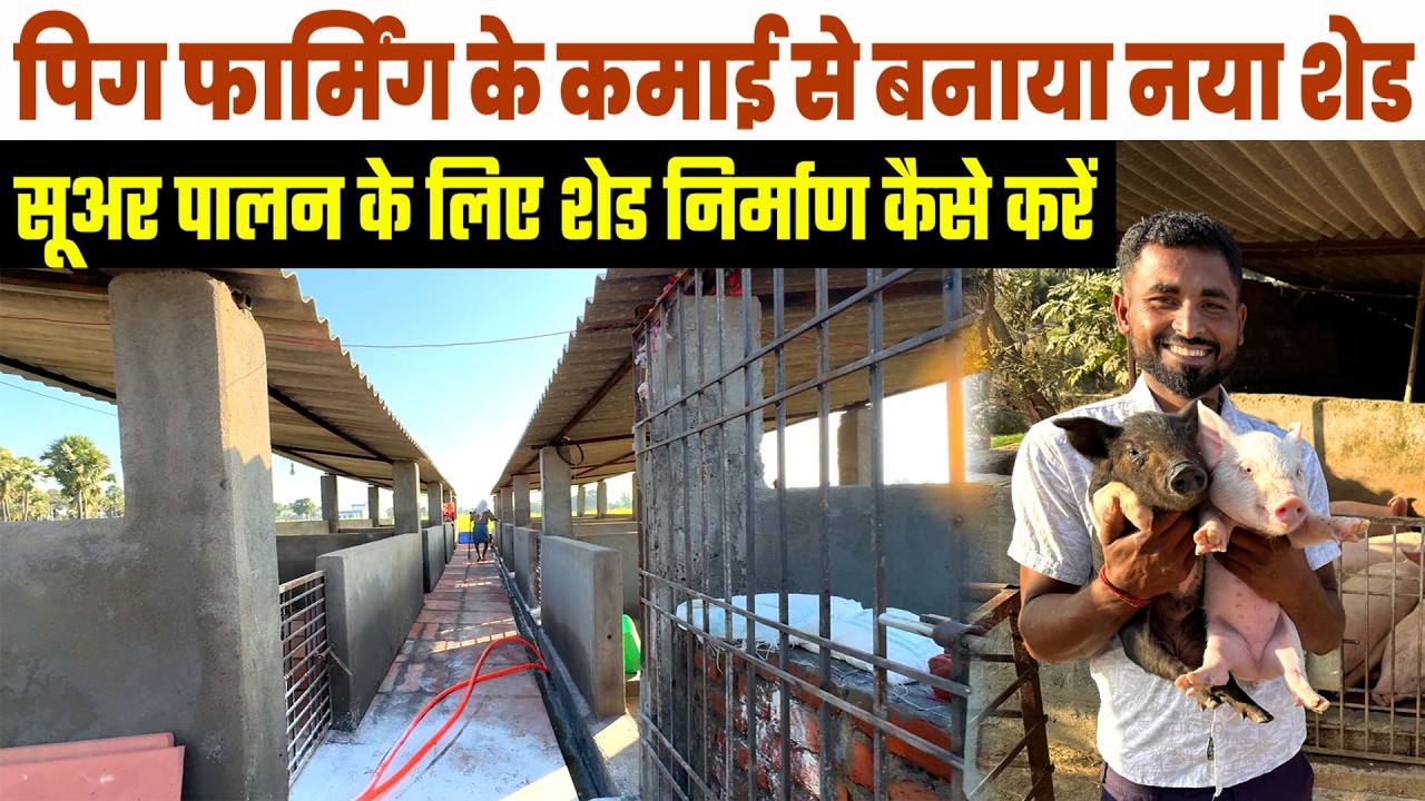 Piggery Farm के लिए Pig Shed Design कैसा बनाए ? Piggery Business 2026| Low Budget Pig Shed Structure
